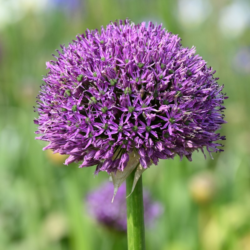 Allium altissimum 'Goliath' Allium altissimum 'Goliath'