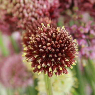 Allium amethystinum 'Red Mohican' Allium amethystinum 'Red Mohican'