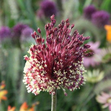 Allium amethystinum 'Red Mohican' Allium amethystinum 'Red Mohican'
