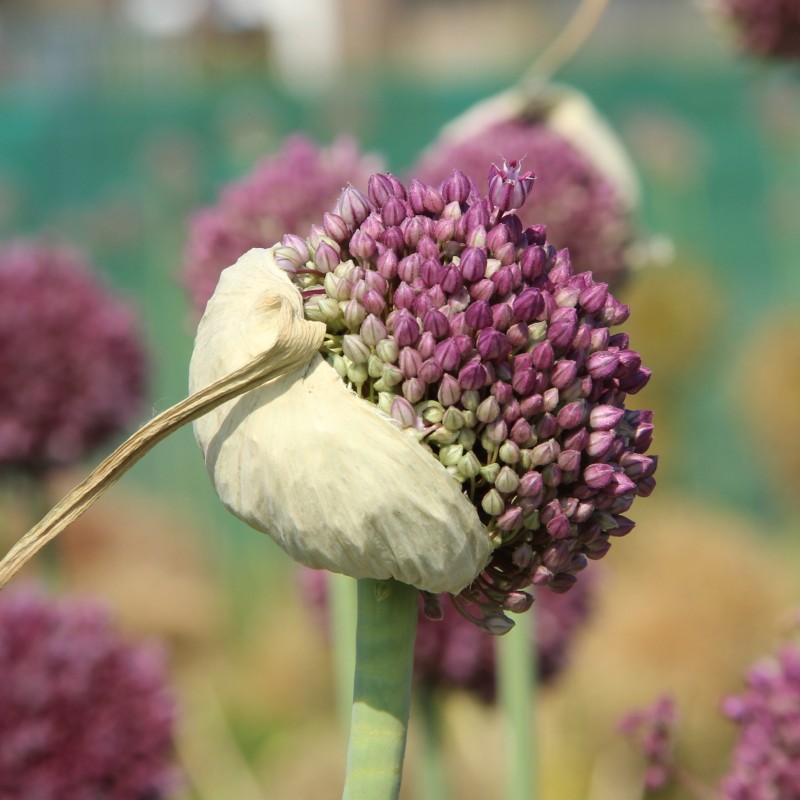 Allium ampeloprasum 'Pink Lady' Allium ampeloprasum 'Pink Lady'