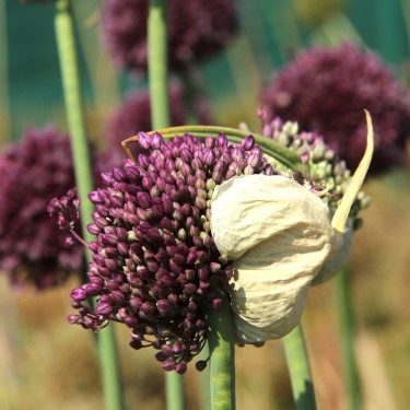 Allium ampeloprasum 'Pink Lady' Allium ampeloprasum 'Pink Lady'