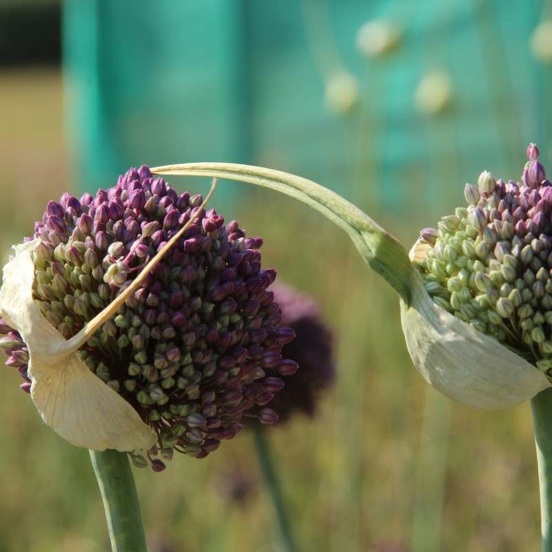 Allium ampeloprasum 'Pink Lady' Allium ampeloprasum 'Pink Lady'