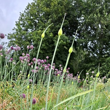 Allium ampeloprasum var. holmense Allium ampeloprasum var. holmense