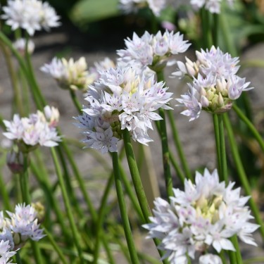 Allium amplectens 'Graceful Beauty'