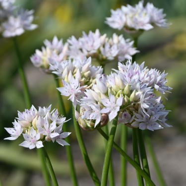Allium amplectens 'Graceful Beauty' Allium amplectens 'Graceful Beauty'