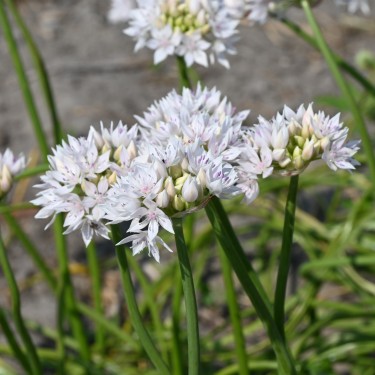 Allium amplectens 'Graceful Beauty' Allium amplectens 'Graceful Beauty'