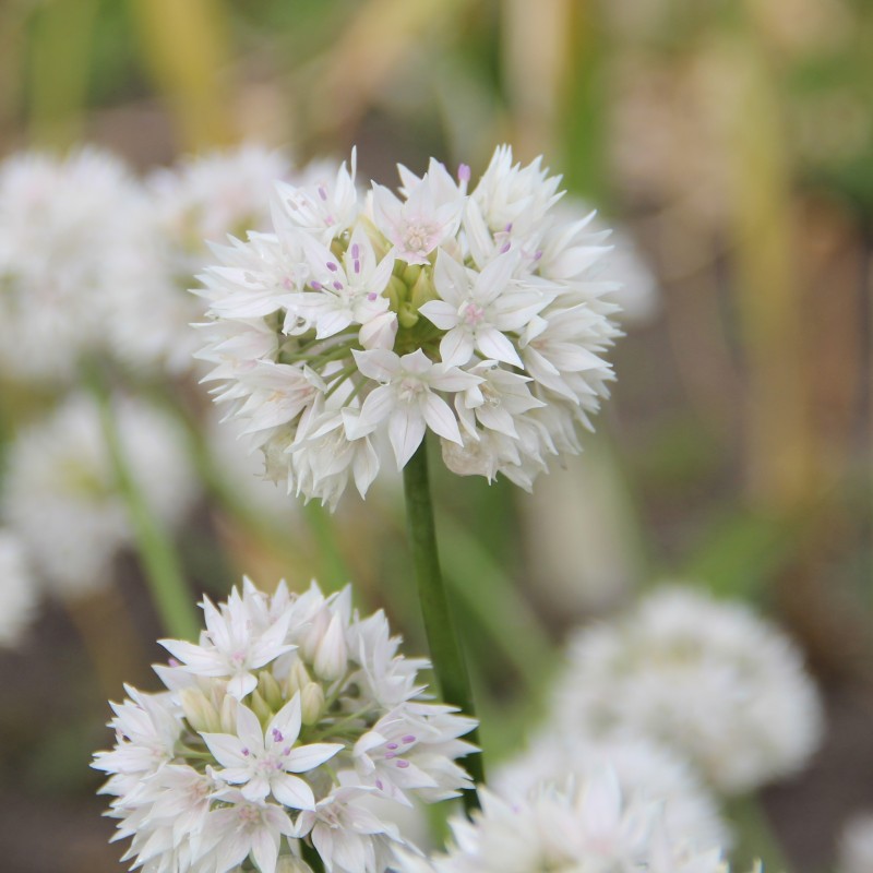 Allium amplectens 'Graceful Beauty' Allium amplectens 'Graceful Beauty'