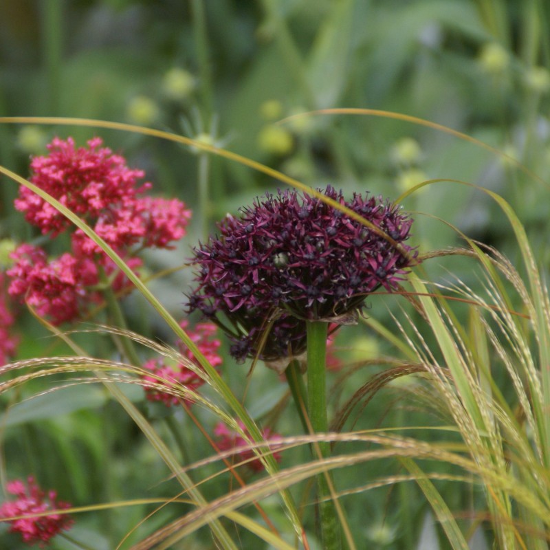 Allium atropurpureum Allium atropurpureum