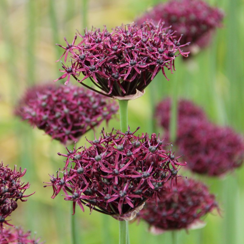 Allium atropurpureum Allium atropurpureum