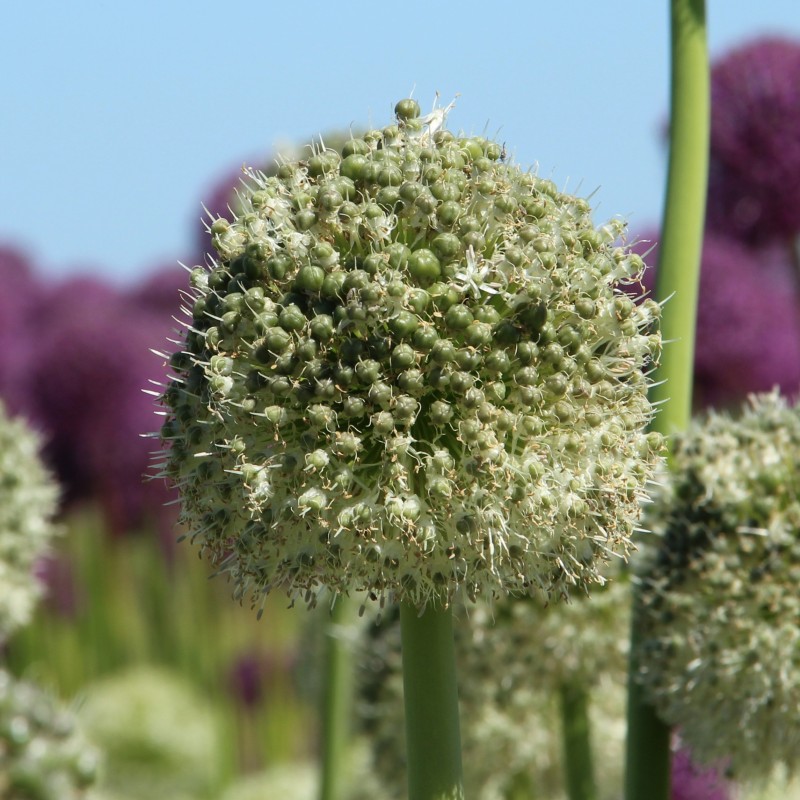 Allium backhousianum 'Green Graze' Allium backhousianum 'Green Graze'