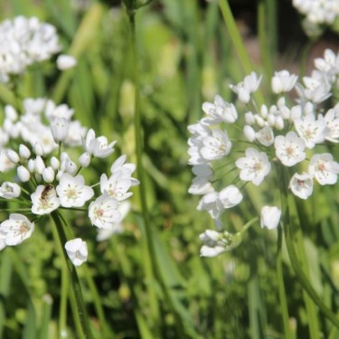 Allium cowanii