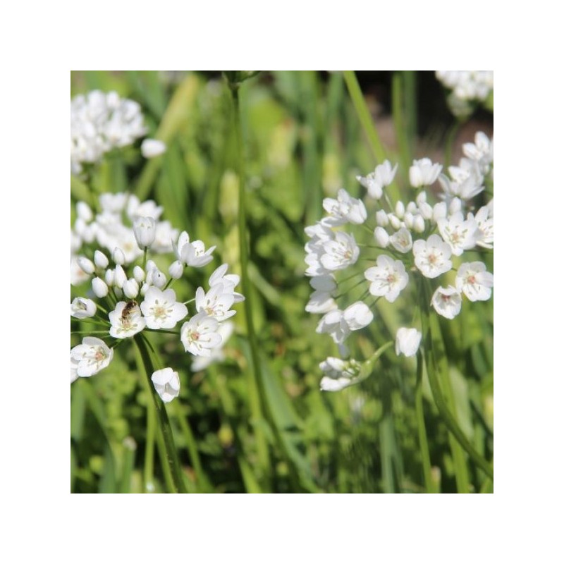Allium cowanii