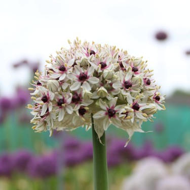 Allium basalticum 'Silver Spring' Allium basalticum 'Silver Spring'