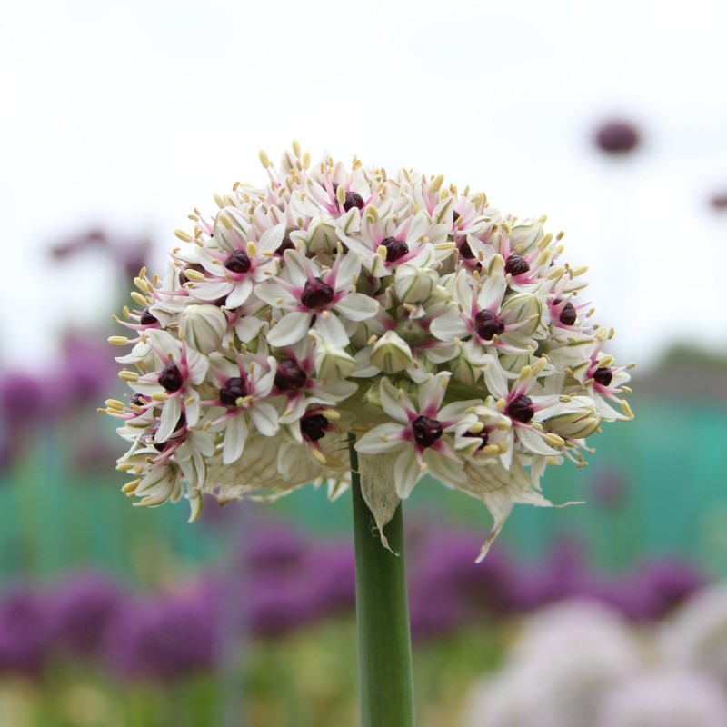 Allium basalticum 'Silver Spring' Allium basalticum 'Silver Spring'