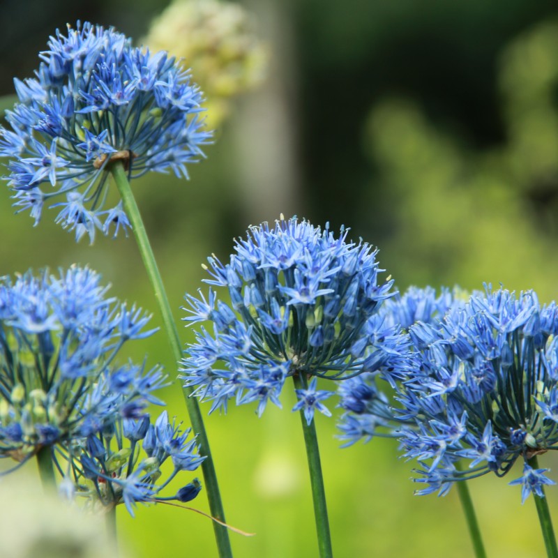 Allium caeruleum Allium caeruleum