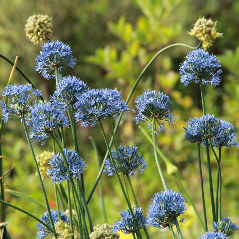 Allium caeruleum Allium caeruleum