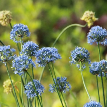 Allium caeruleum Allium caeruleum