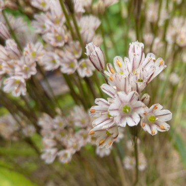 Allium callimischon subsp. callimischon Allium callimischon subsp. callimischon