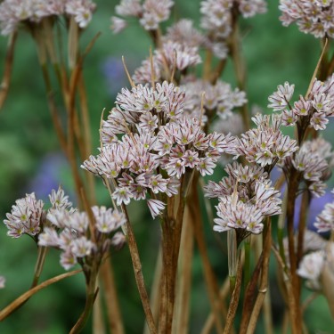 Allium callimischon subsp. callimischon Allium callimischon subsp. callimischon