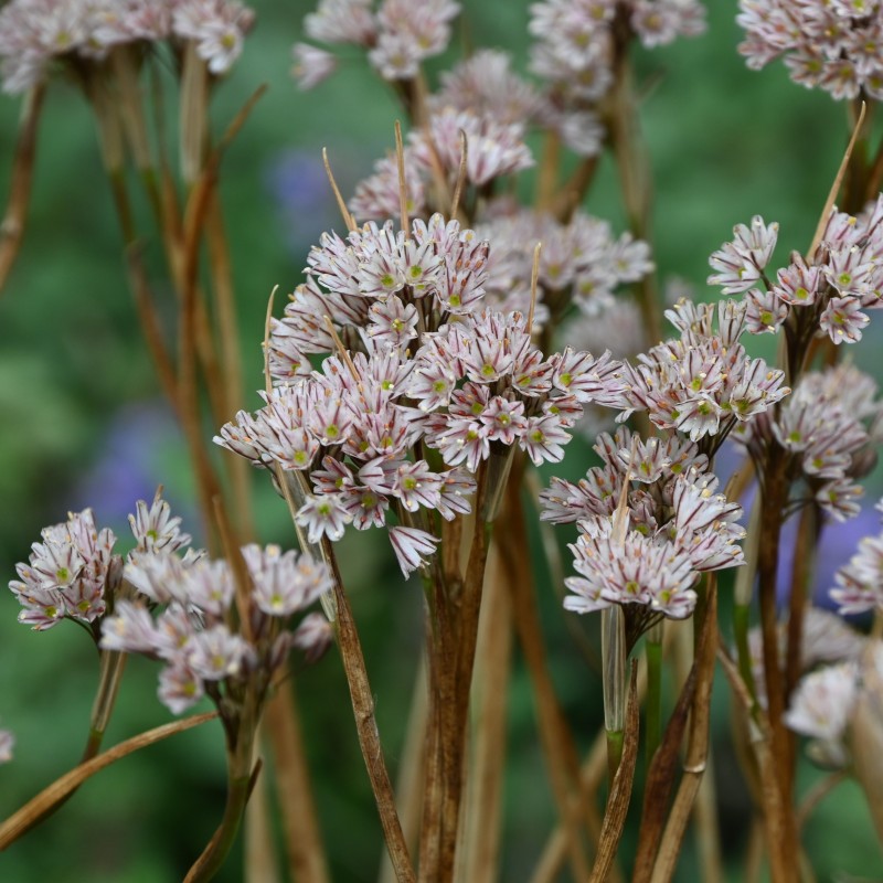 Allium callimischon subsp. callimischon Allium callimischon subsp. callimischon