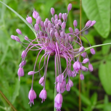 Allium carinatum subsp. pulchellum Allium carinatum subsp. pulchellum