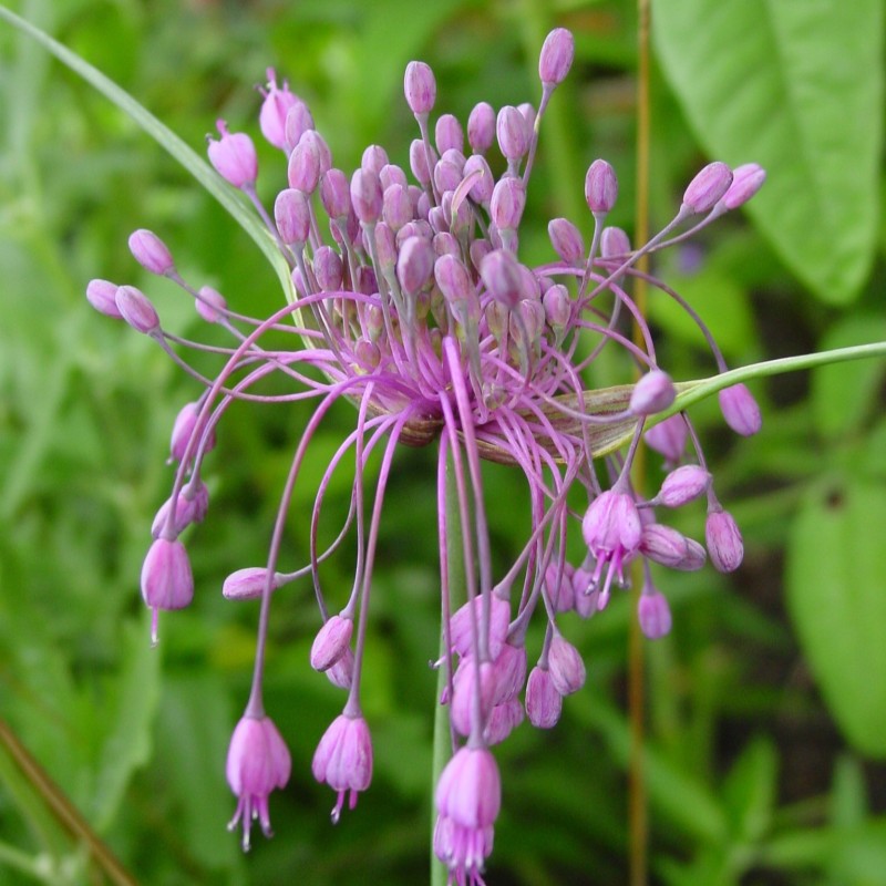 Allium carinatum subsp. pulchellum Allium carinatum subsp. pulchellum