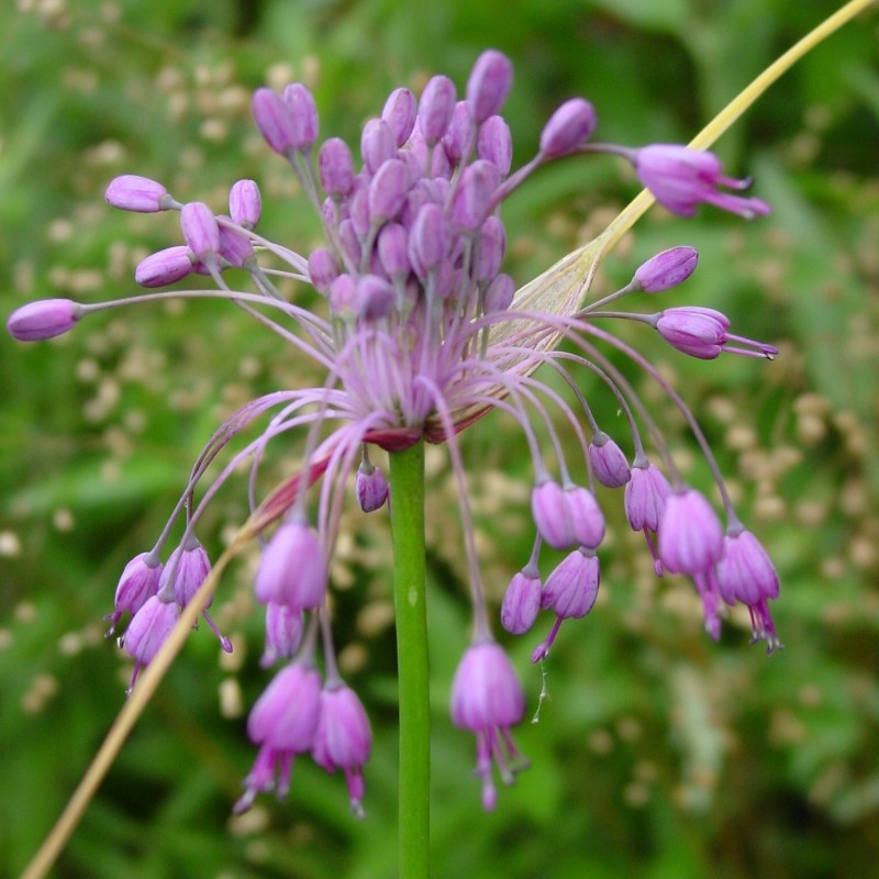 Allium carinatum subsp. pulchellum Allium carinatum subsp. pulchellum
