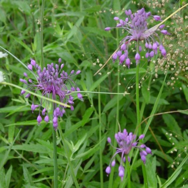 Allium carinatum subsp. pulchellum Allium carinatum subsp. pulchellum