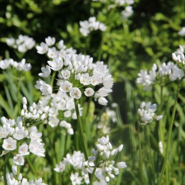 Allium cowanii