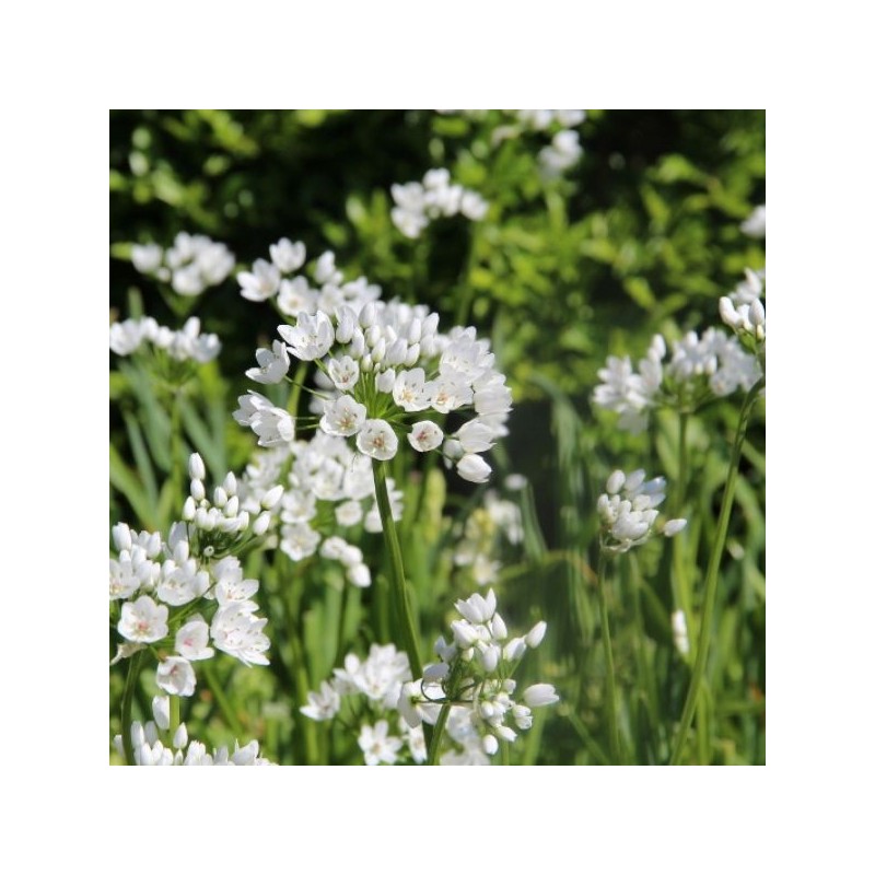 Allium cowanii