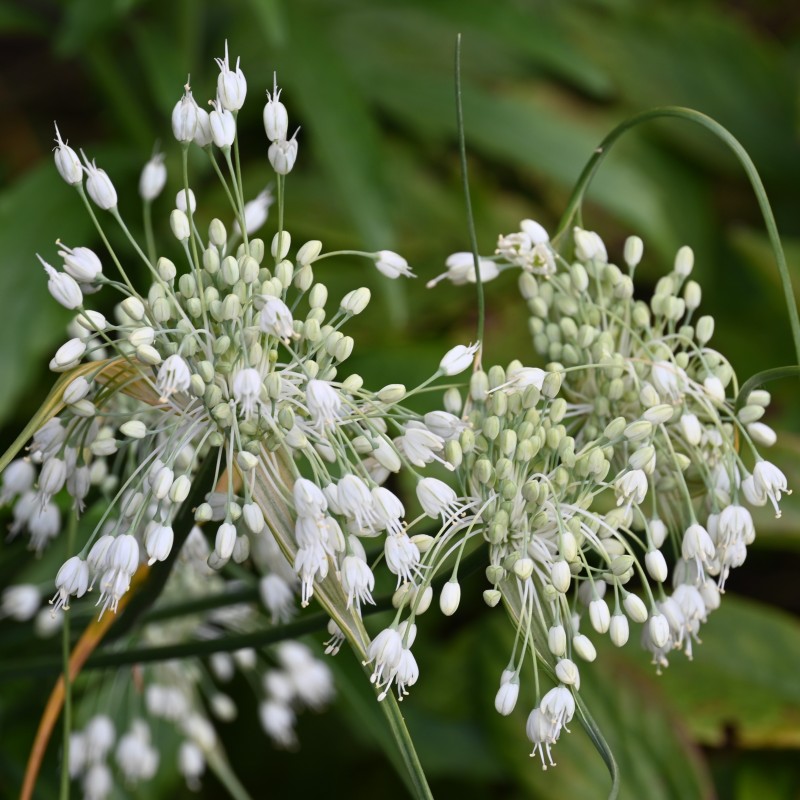 Allium carinatum subsp. pulchellum 'Album' Allium carinatum subsp. pulchellum 'Album'
