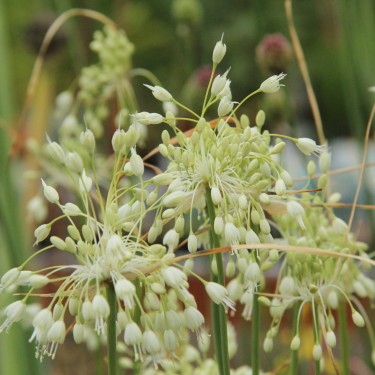 Allium carinatum subsp. pulchellum 'Album' Allium carinatum subsp. pulchellum 'Album'