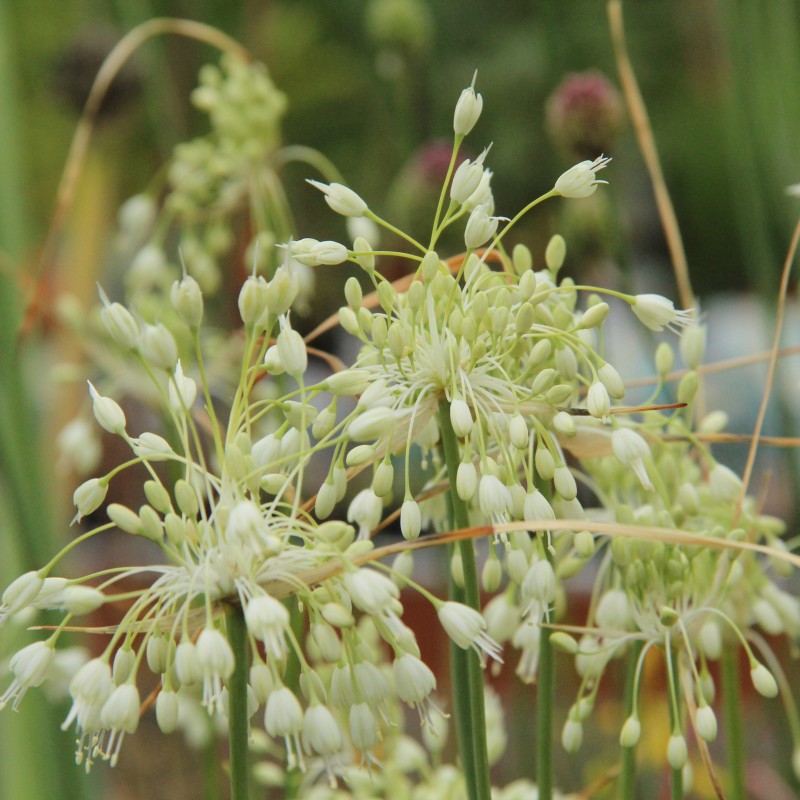 Allium carinatum subsp. pulchellum 'Album' Allium carinatum subsp. pulchellum 'Album'