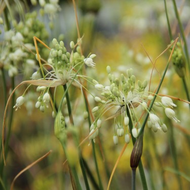 Allium carinatum subsp. pulchellum 'Album' Allium carinatum subsp. pulchellum 'Album'