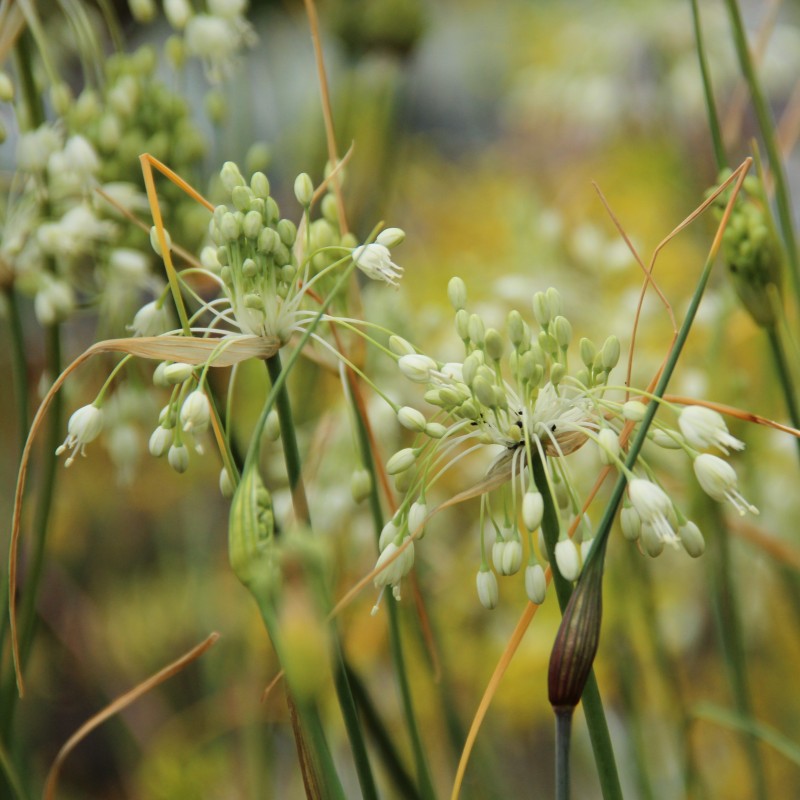 Allium carinatum subsp. pulchellum 'Album' Allium carinatum subsp. pulchellum 'Album'