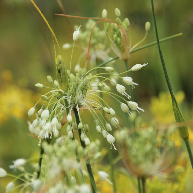 Allium carinatum subsp. pulchellum 'Album' Allium carinatum subsp. pulchellum 'Album'
