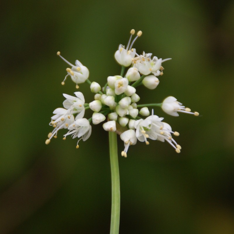 Allium cernuum 'White Dwarf' Allium cernuum 'White Dwarf'