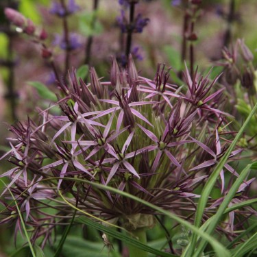 Allium christophii Allium christophii