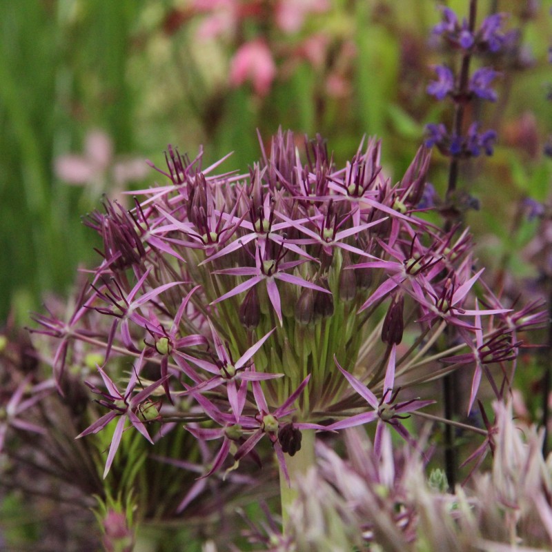 Allium christophii Allium christophii