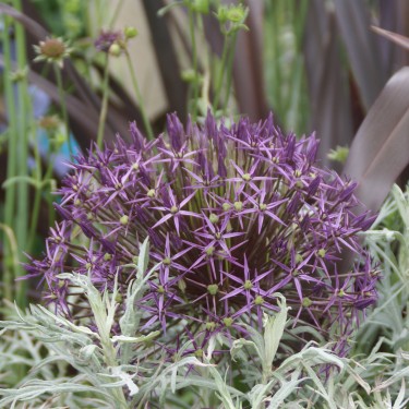 Allium christophii Allium christophii