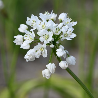 Allium cowanii