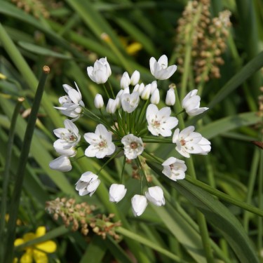 Allium cowanii