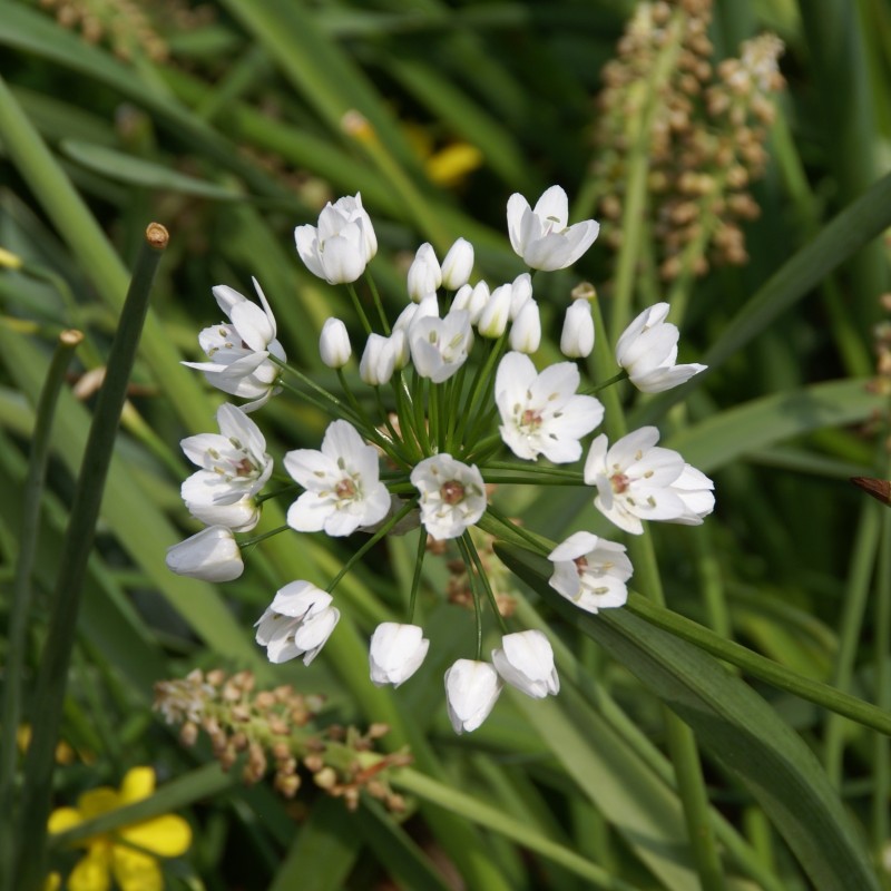 Allium cowanii