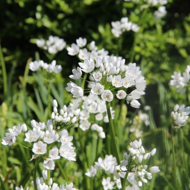 Allium cowanii