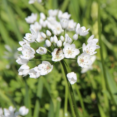 Allium cowanii