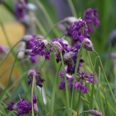 Allium cyathophorum var. farreri