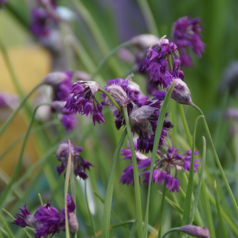 Allium cyathophorum var. farreri Allium cyathophorum var. farreri
