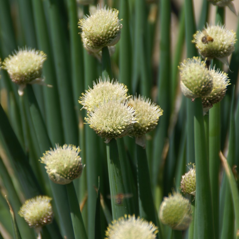 Allium fistulosum Allium fistulosum