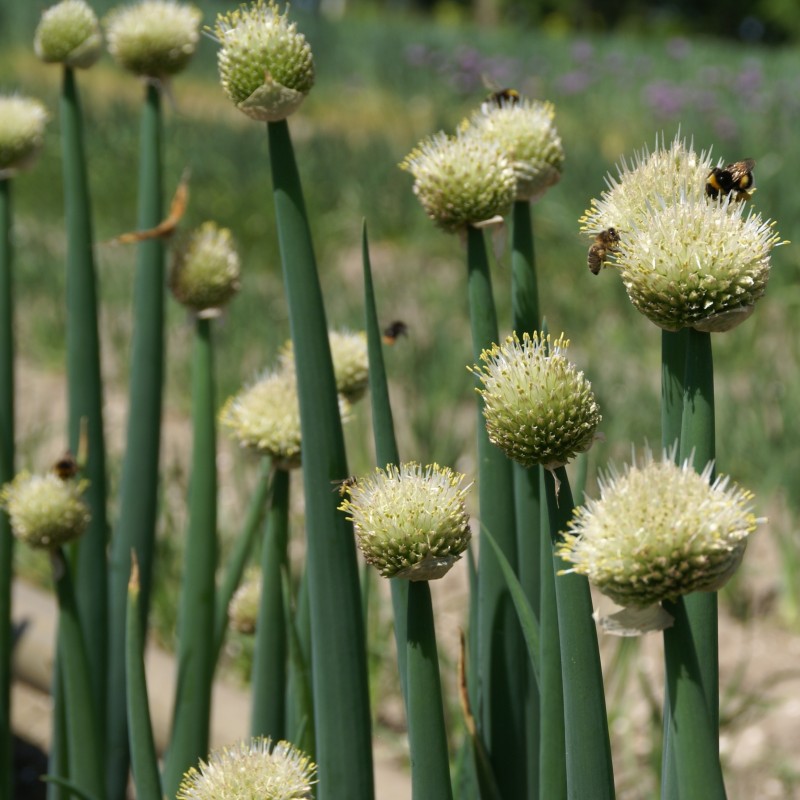 Allium fistulosum Allium fistulosum