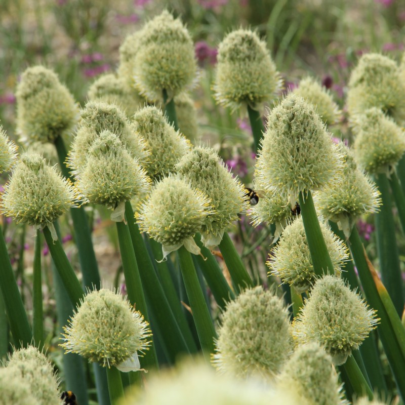 Allium fistulosum Allium fistulosum